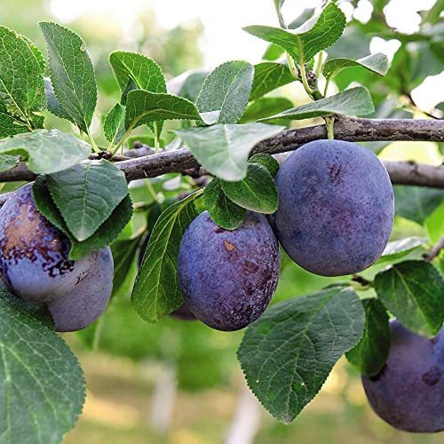 Suttons Potted Dwarf Plum Fruit Tree Ideal for Small Gardens & Patios Containers Edible Summer Fruit Easy Grow Heavy Crops, 1 x Prunus (Plum) Black Amber Plant in a 9cm Pot