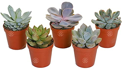 5 X ECHEVERIA SAMMLUNG VON SCHÖNEN PFLEGELEICHTEN SUKKULENTEN Mehrfarbig