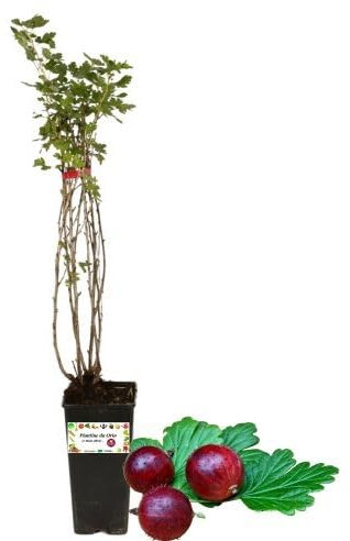 P. Piantine da Orto | UVA Spina Rossa, Vaso da 2L, Pianta Pronta per Il Trapianto, Pianta Vera da Orto, da Balcone e da Esterno, Vivaio Italiano