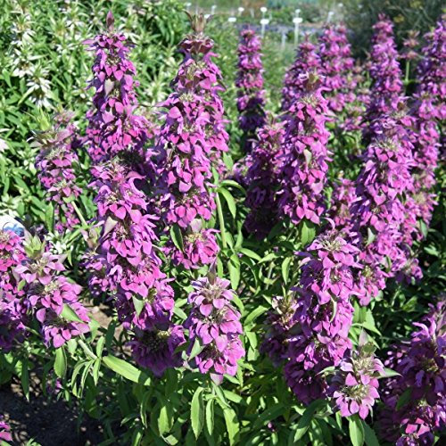 Bergamote Citron - Monarda citriodora - 600 Graines