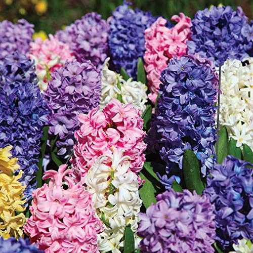 Hyacinth Bulbs Hardy Indoor Plant, T&M Mixture with Fragrant Flowers of Many Colours, Supplied as 16 x Hyacinth T&M Mix Bulbs by Thompson & Morgan