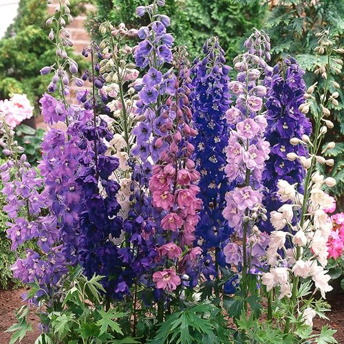 GardenersDream 5x Piante di Delphinium in Vasi – Piante da Giardino Colorate Blu, Viola, Rosa, Rosse e Bianche – Piante Perenni a Spiga per Bordure Fiorite da Esterno (incl. Vaso 11 cm)