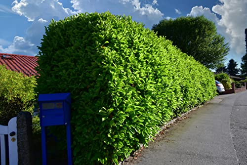5st. Kirschlorbeer Novita im Ballen 120-150cm Buschig XXL reine Pflanzenhöhe Heckenpflanzen Prunus laurocerasus Lorbeer Gartenhecke Sichtschutz Kirschlorbeerhecke