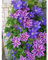 Planta de clemátide/Rizoma de clemátide - Hermosa flor de jardín, disponible en una variedad de colores.-6planta-B