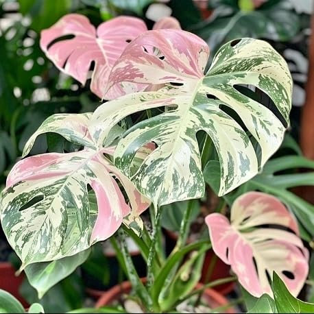40 graines de plantes Monstera fraîches et neuves