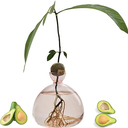 QSLKI Vase À Fleurs D'avocat en Verre, Kit De Croissance Hydroponique, Pot De Démarrage De Graines D'avocat, Culture D'avocat, Cadeau pour Les Amateurs De Jardinage, Décoration De Table (Poudre)