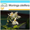 SAFLAX - Confezione regalo - Albero del rafano - 10 semi - Moringa oleifera