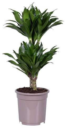 Plant in a Box - Dracaena deremensis 'Compacta' - Dragonnier - Plante d'intérieur - ⌀ 17 cm - Hauteur 50 à 65cm