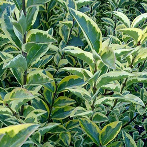 Ligustrum Ovalifolium 'Aureum'- Troène de Californie 'Aureum' 40-50 cm en conteneur