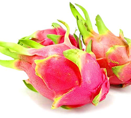 Graines de fruits du dragon blanc 20Pcs Hylocereus Undatus pour la cour extérieure du jardin domestique