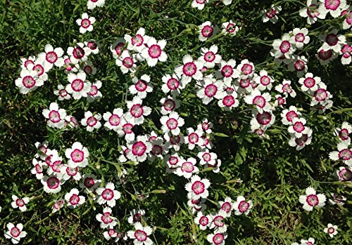 Nelke 'Arctic Fire' 80 Samen, Dianthus deltoides -Staude, Bodendecker, Steingärten