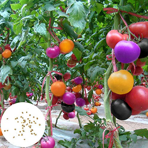 200Pcs/Bag Tomato Seeds Sweet Easy to Store Productive Vegetables Plant Seed for Home Valentine's Day/Mother's Day/Wedding/Anniversary/Party/Graduation/Christmas/Birthday Gifts - Rainbow