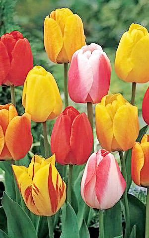 20 Tequila Sunrise Mixture Tulip Bulbs - Tulipa Darwin Hybrid Pre-Chilled Read for Spring!!