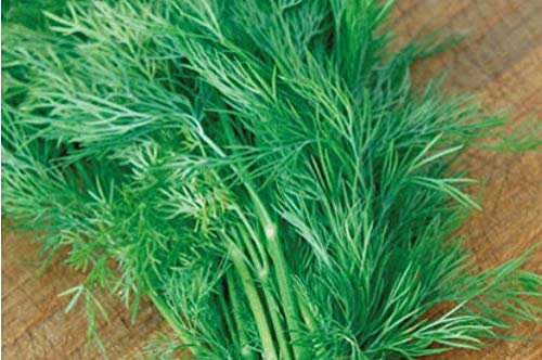 Pcs - 35x Aneth Bouquet (Anethum Graveolens) Eko- Aneth Graines Légumes Herbes KS441 - Seeds & Plants Shop by Ipsa