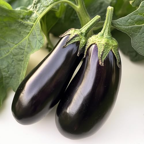 60 Graines d'Aubergine Black Beauty