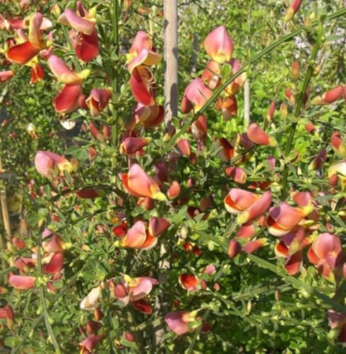 Edelginster giallo – rosso Cytisus scoparius 'Palette' Ginestra per scopa gialla, 60 – 80 cm, resistente all'inverno
