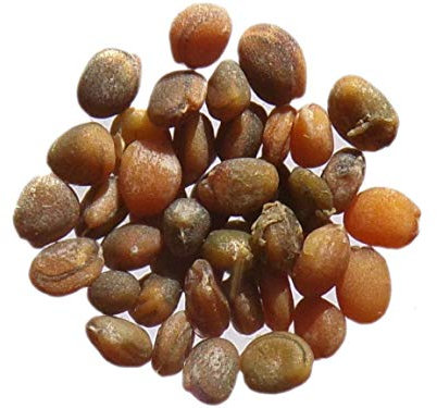 Roquette Cultivée Domestique - 0,5 grammes - Eruca Sativa - Salad Rocket - SEM05