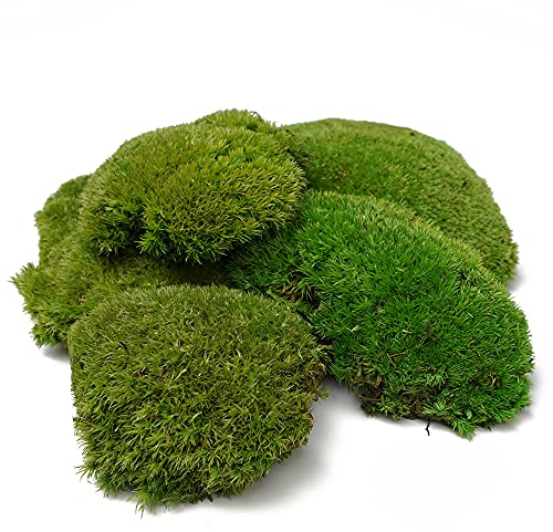 Eurofoto Kugelmoos konserviert - echtes Natur-Moos - 250g Bollenmoos für Moosbilder und Mooswände - Polstermoos zur Dekoration - Farbe Hellgrün - Karton mit 250g Inhalt