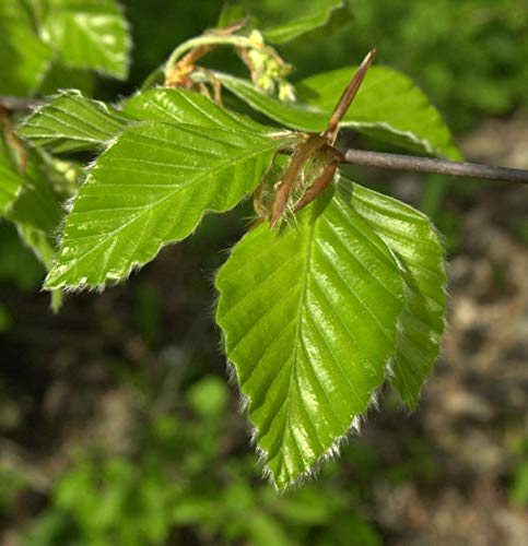 Rotbuche 40-60cm - Fagus sylvatica