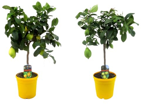 Plant in a Box - Citrus Limon - 2er Set - Zitronenbaum - Echter zitronen essbar - Topf 19cm - Höhe 60-70cm