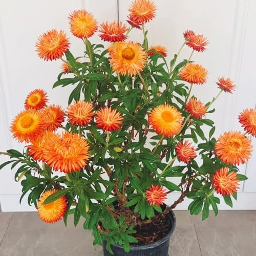 de paja - Helichrysum bracteatum - pradera de decorativas perenne balcón, inusuales jardín balcón Semillas cobertura del suelo, perennes, 100semillas