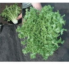 Endive, Graines King salade (1000 graines) Hardy - Cultiver l'année