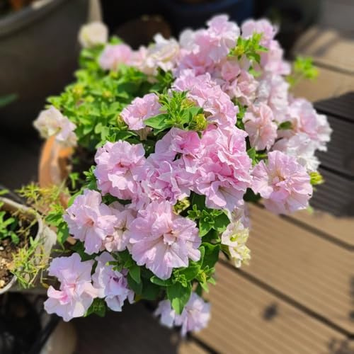 semillas de petunia balcón, petunia híbrida, semillas de cortadas, trepadoras resistentes de petunia colgante Decoración jardín para exteriores, alfombra 350pcs