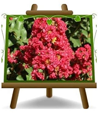 EURO PLANTS VIVAI Lagerstroemia Indica Arbusto Rojo Planta Ornamental - Sobre Maceta de 18 cm - Altura 50-60 cm