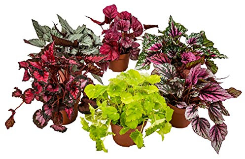 Begonia Beleaf Mix - Bégonia à feuilles - Lot de 6 - Plante d’intérieur - Facile d'entretien - Pot ⌀12 cm - 20-25 cm