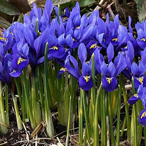15 x Iris Reticulata Harmony Bulbs – Delicate Ruffled Blooms – Perennial – Violet Shaded Blooms – Long-Lasting Blooms for Cut Flowers – for Your Beautiful Garden