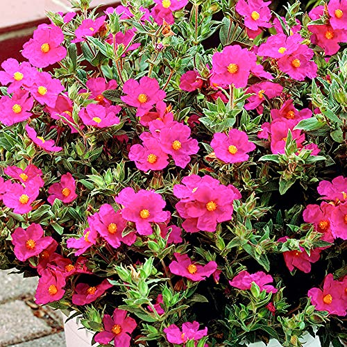 Cistus Creticus - Rock Rose | Evergreen Potted Bushy Garden Shrub for Sale UK (15-30cm Incl. Pot)