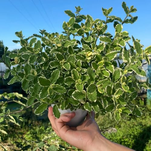 semi di menta resistente - biologici da giardino tappezzanti 1000pcs