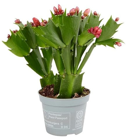 Cactus Santa Teresita Schlumbergera Flores de Colores Planta Natural