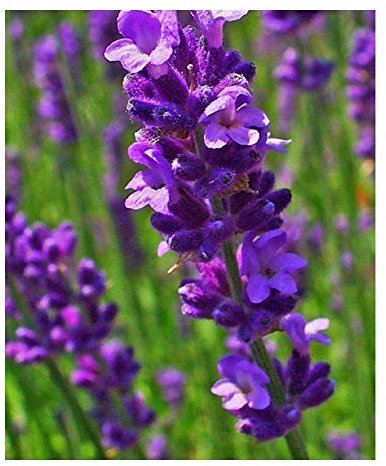 PREMIER SEEDS DIRECT - Lavender - Lavendula ANGUSTIFOLIA - MUNSTEAD Dwarf - 600 Seeds