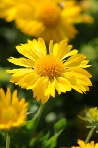 Mesa Yellow Kokardenblume 25 Samen