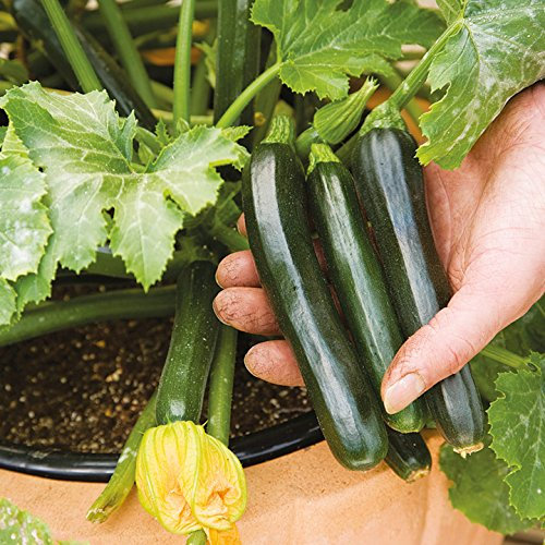 Suttons Courgette Seeds - F1 Midnight, Packet Contents 10 Seeds