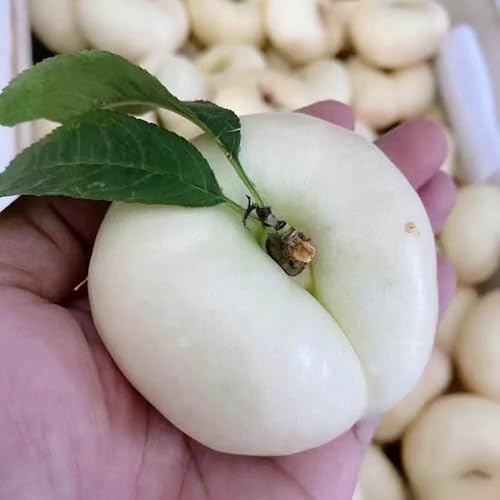 nectarina Comprar orgánicos, de balcón, columnares Cultivo de verdes, interior. Balcón exótico a prueba invierno en maceta con 25semillas