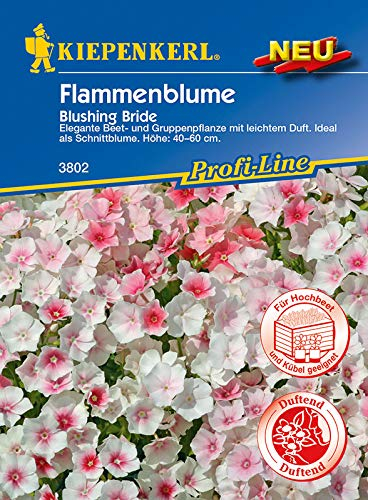 Kiepenkerl Flammenblume 'Blushing Bride',1 Portion