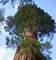 Sequoiadendron giganteum - Berg-Mammutbaum - 10 Samen