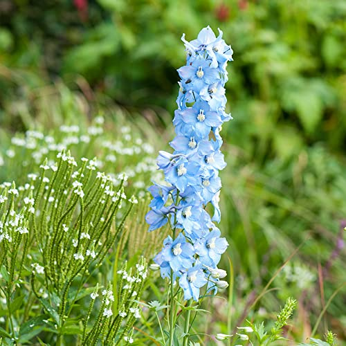 semi di delphinium - delphinium d'appartamento rare delfinio di semi in vaso da esterno fiorito decorativo da 850semi