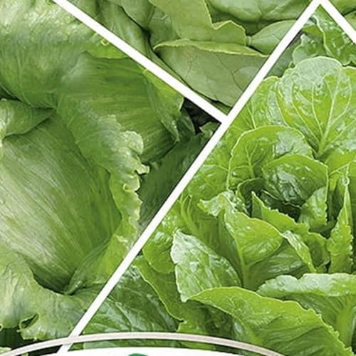 WegAna lechuga variedades mixtas cinta de semillas verde 6m semillas, semillas de hortalizas semillas de propagación para el cultivo de lechuga de jardín de efecto invernadero durante todo el año