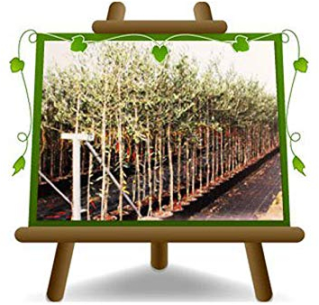 Olivier Olivenbaum Oliven Leccino - Obstpflanze auf Blumentopf 22 Baum Höhe max 170 - 4 Jahre Anbau Italien