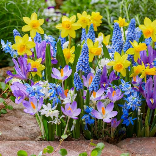 Bulbi Fiori Perenni da Esterno - Collezione di Bulbi a Fioritura Precoce - 50 pezzi - Tulipano, Narciso, Giacinto, Muscari - Piante e Fiori Esclusivi dall'Olanda (non semi, non artificiali)