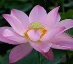 Fiore di Loto Nelumbo Charles Thomas – Rizoma Vivo di Loto Ornamentale Rosa – Pianta Acquatica per Laghetti e Vasi – Grande Fioritura Estiva Decorativa