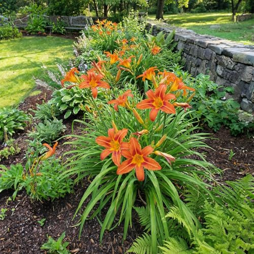 Bloomique - Juego de 6 - Hemerocallis Sammy Russell - Daylily - Floración abundante - Resistente - Perenne - 10-20 cm de alto - Maceta de 9 cm
