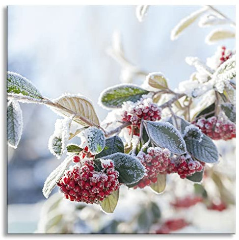 Pixxprint Glasbild, Wandbild auf Echtglas, Vogelbeeren im Winter, 40x40 cm, inkl. Aufhängung und Abstandshalter