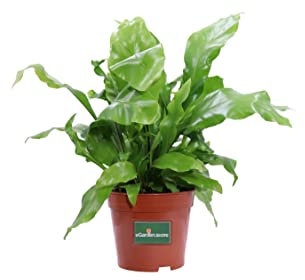 Pianta di Asplenium Nidus Pianta di Felce pianta tropicale pianta vera pianta da interno pianta ornamentale di Asplenium venduta da eGarden.store (Vaso 12 cm)