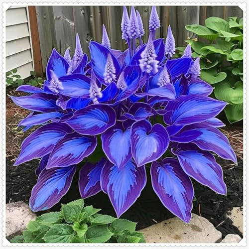 Hosta, kältebeständige, mehrjährige Hosta-Zwiebeln, Zierblumen, lebende Pflanzen, seltene Pflanzen, natürliche Rhizome-4 zwiebeln-B