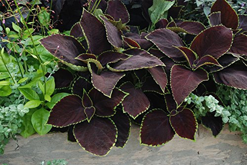 JustSeed - Flower - Coleus - Chocolate Mint - 10 Pelleted Seeds