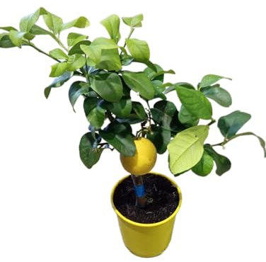 Árbol de Limonero Natural Frutal de 1m de Altura en Maceta de 17cm Ideal para el Jardín y el Huerto